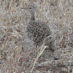 Red-crested Bustard