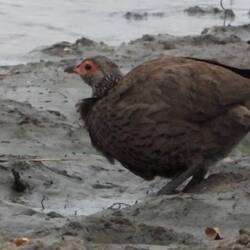 Swainson's Spurfowl