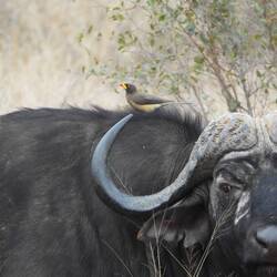 Water Buffalo with Yellow-billed Oxpecker