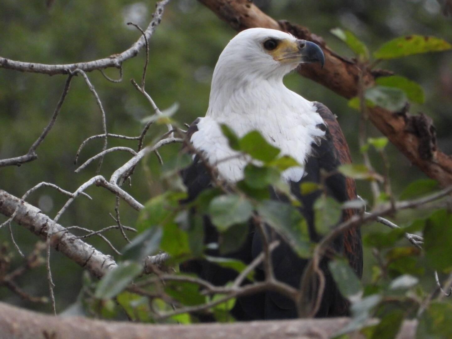 African Fish Eagle