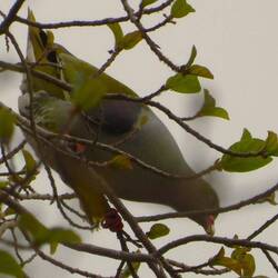 African Green Pigeon
