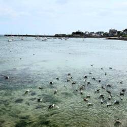 Heute ist Möwenbadetag. 😉