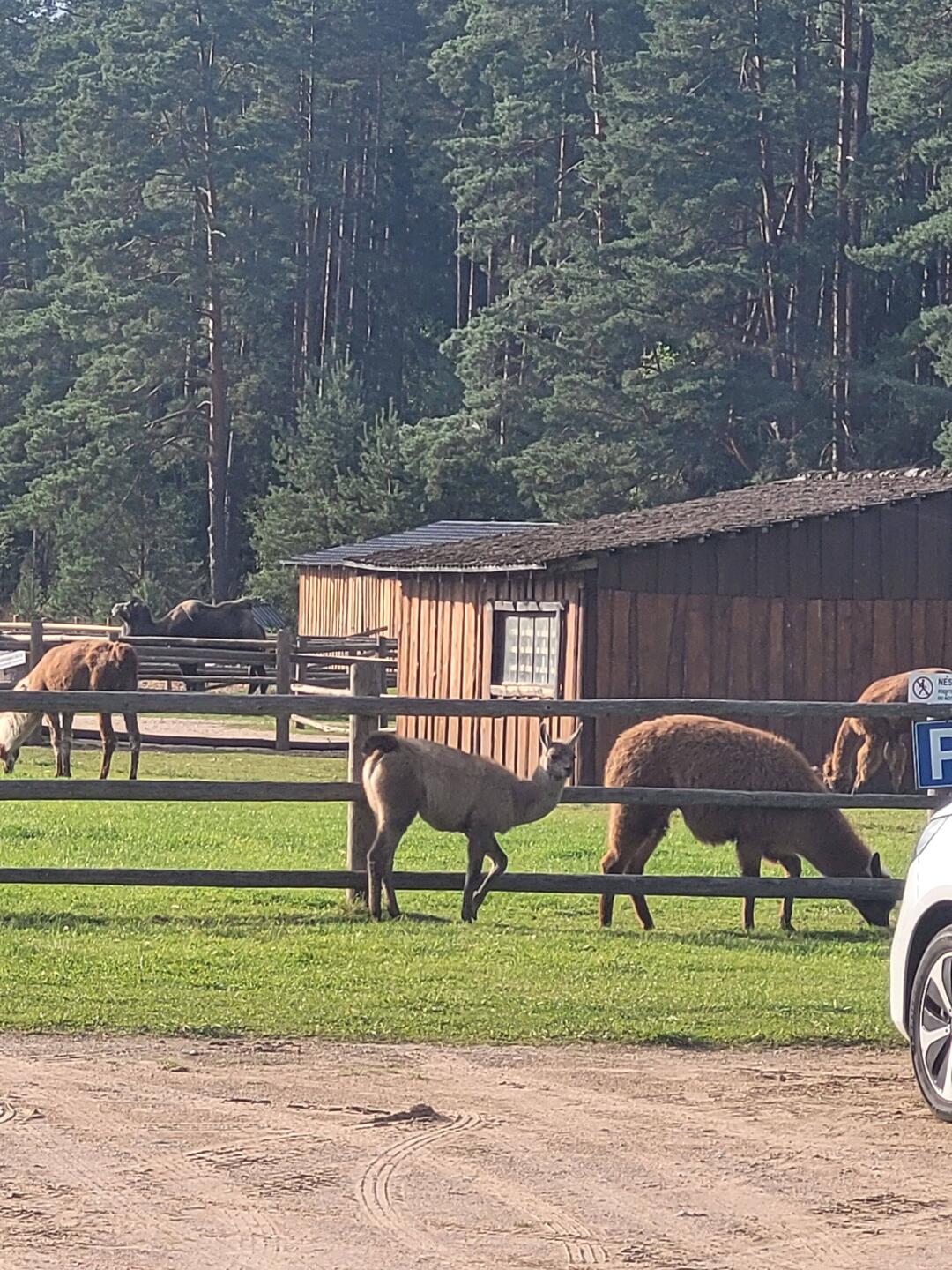 Der Kamelpark mit Lamas