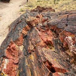 Petrified Forest