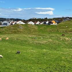 Hier sind 🐑🐏🐄🐮🐎🐴 gemeinsam auf einer Weide🥰