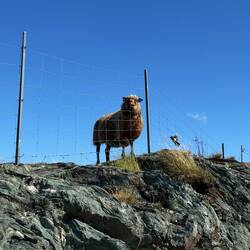 Schaf mit Aussicht 😅