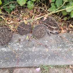 Und da die vier jungen Igel, die Mutter ist schon im Gebüsch