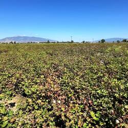 Baumwollfeld. So toll...