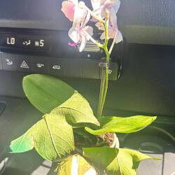 Sven wollte, dass ich eine Blüte bekomme...