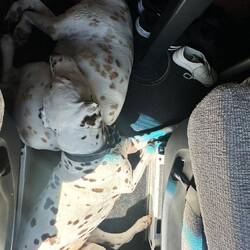 Puppis liegen zwischen uns 😍