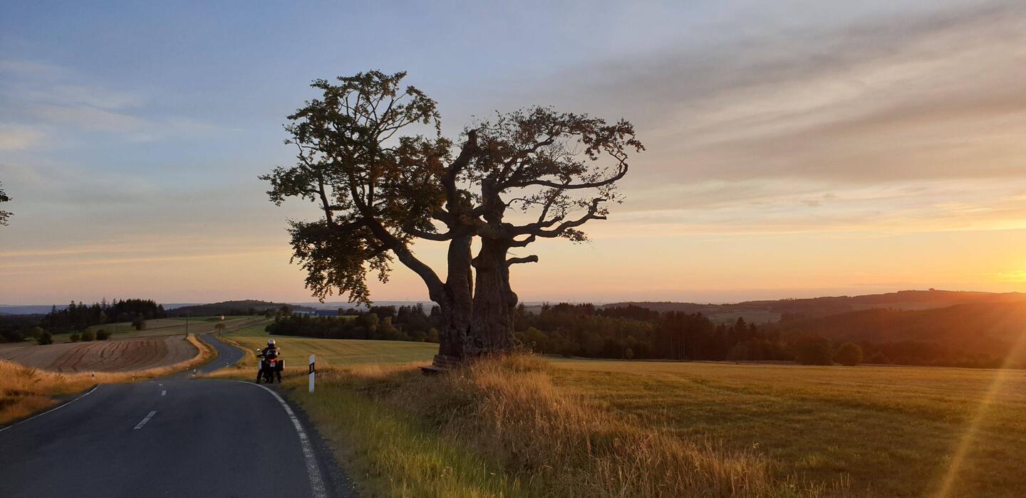 Beim Erblicken dieses Baumes habe ich mit der Lichtstimmung sofort an Afrika denken müssen