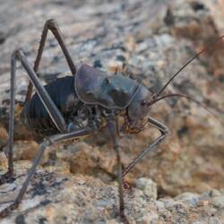 Davon gab es viele im Village