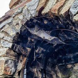 Zum Abendbrot gibt es gegrillte Spinne😁