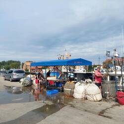 Am Hafen werden die Fische gleich verarbeitet 🐟🐠🐡 Frischer gehts nicht.