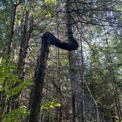 Interesting growth pattern with this tree.