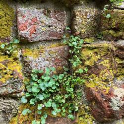 aber die Natur kommt zurück