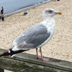man achte auf sein Essen oder Eis in der Hand🤭