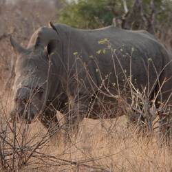 the big five