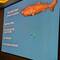 The Greenland Shark.