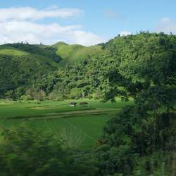 We are eating so much rice they need to grow more