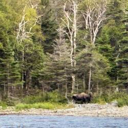 Moose!