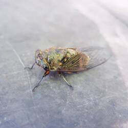 Lieblingsbeschäftigung meiner Mitstudenten - Insekten aufspüren