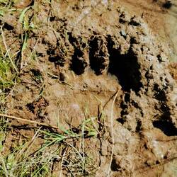A bear track in the mud!