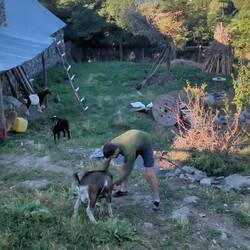 Playing with Pinxto 🐐