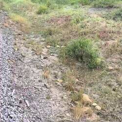 Approaching Windy Point. The fireman has over-fired and shut off the oil. The 488 is 'howling off'.