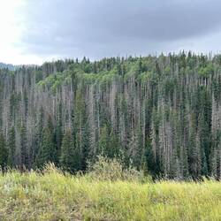 The 'bark bug' has attacked some aspen trees