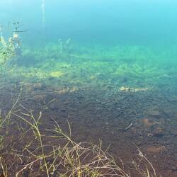 Very clear water, can you see the Blue Gill?