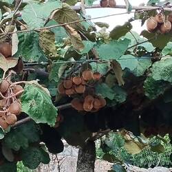 Meine ersten Kiwis in freier Wildbahn 🙂