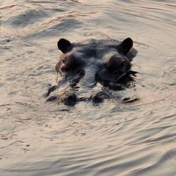 Er hat sich bei uns vorgestellt! Direkt vor unserem Häuschen!