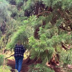 Eingang unter 140 jährigen Mammutbaum