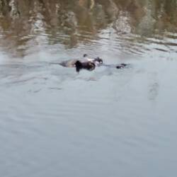 Jede Menge Hippos gesehen. Leider immer nur im Wasser.