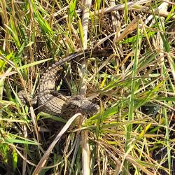 Babykrokodil am Ufer.