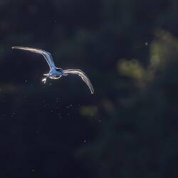Eine Flussseeschwalbe mit Erfolg bei der Jagd