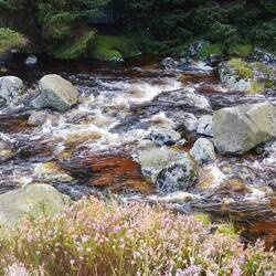 L'eau du torrent a pris la couleur de la tourbe
