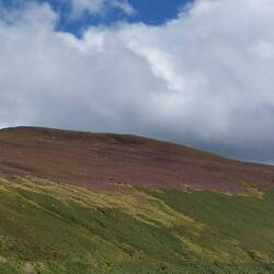 Montagne couverte de bruyère
