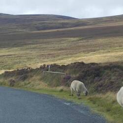 Montons pas sauvages