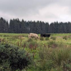 Good morning cows!