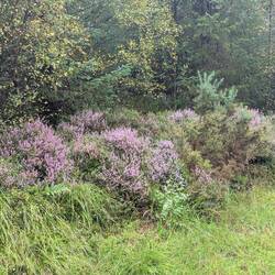 Heather in bloom