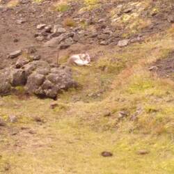 Hier hält ein Polarfuchs am Fuße des Vulkans sein Mittagsschläfchen