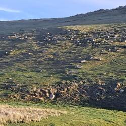 Suchbild, hier sind ein paar Prschewalski-Pferde zu sehen.