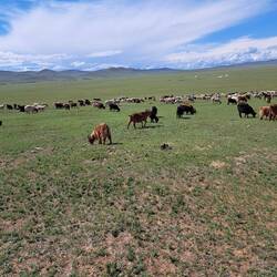 Große Schaf-und Ziegenherde.