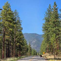 Western Rockies pine trees providing some shade and a great view