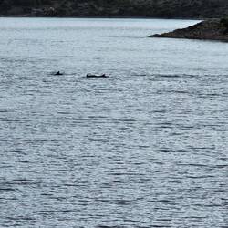 Dolphins! Patty's prayers answered!