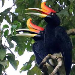 Rhinoceros Hronbill