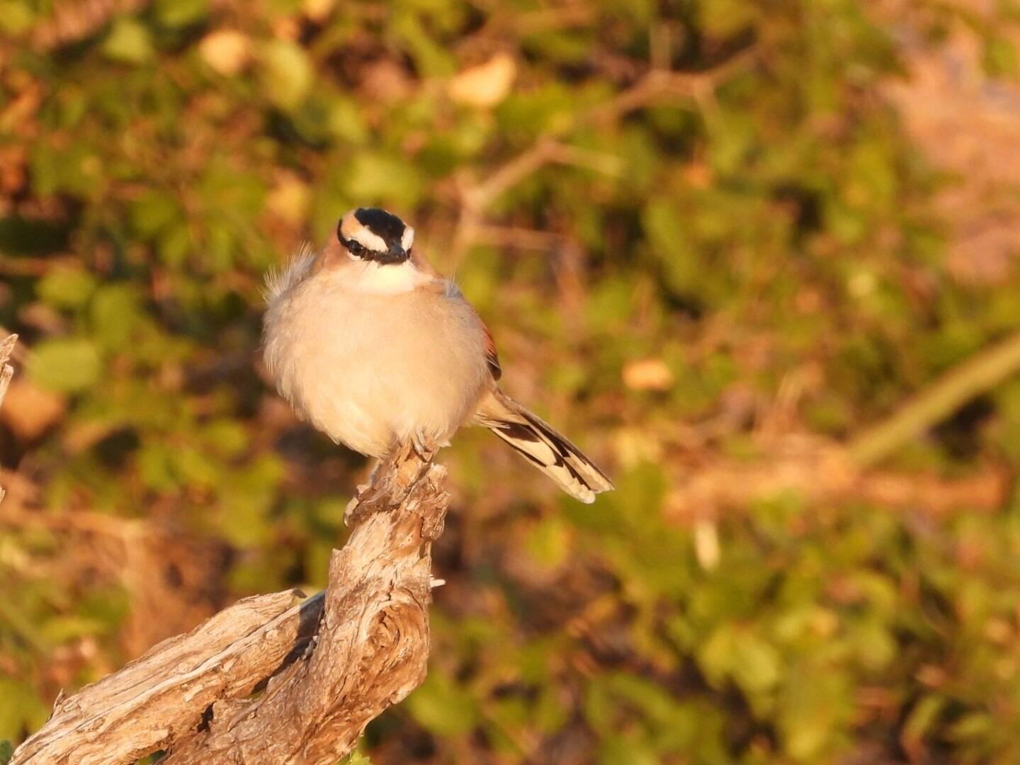 Black-crowned Tchagra
