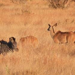 Zebra and Kudu females